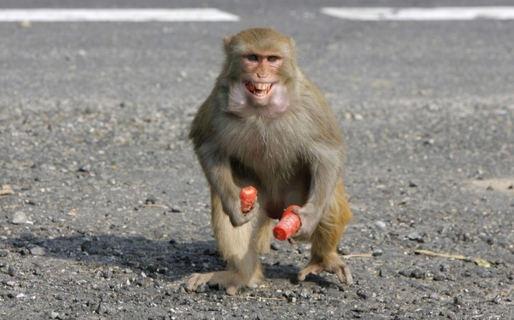 Representative image. Monkey