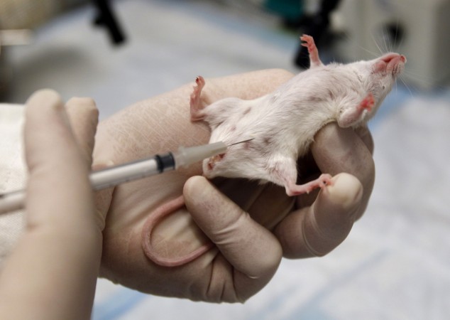 drug tests on animals