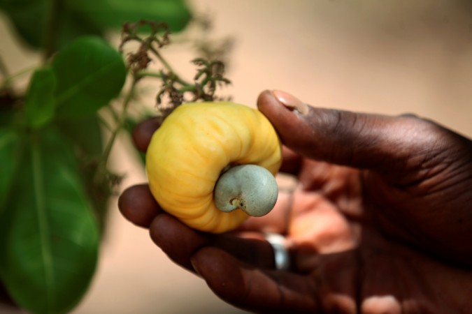 Cashew nut