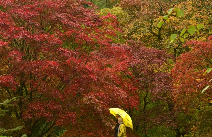 Visitors view the autumn foliage of acer trees in the Old Arboretum at Westonbirt in south-west England. The Japanese maples are some of the first species to turn red and orange at this famous tree collection, originally planted out in the nineteenth-century Victorian heydey of plant hunting. Autumn Equinox