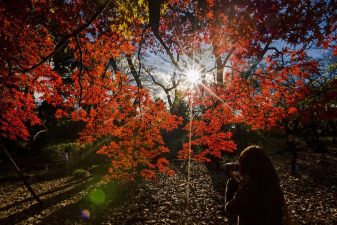 A woman takes pictures of a tree in Shinjuku Gyoen National Garden on a sunny autumn day in Tokyo Autumn Equinox