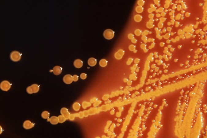 drug resistant superbug e coli