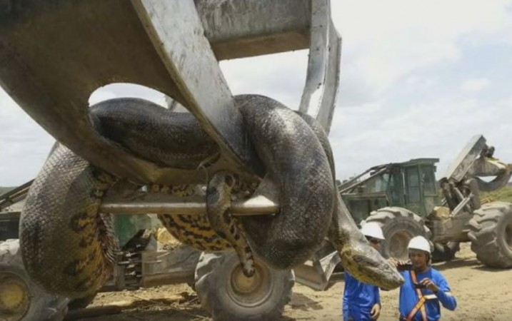 Anaconda