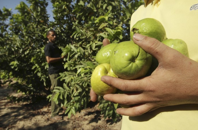 Guava