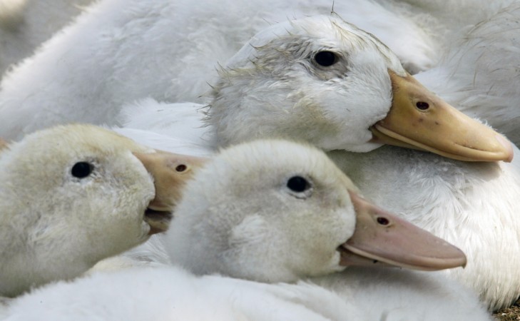 One lakh ducks to be culled in Kerala: Minister One lakh ducks to be culled in Kerala: Minister