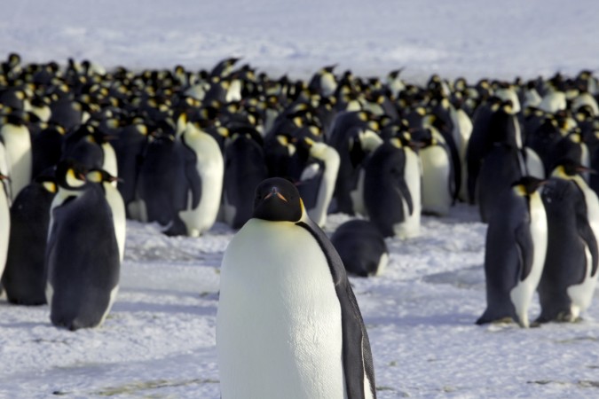 Penguins