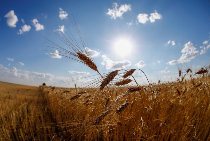 Wheat