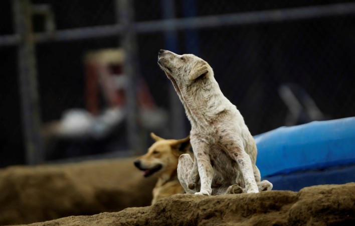 karnataka-police-officers-save-a-stray-dog