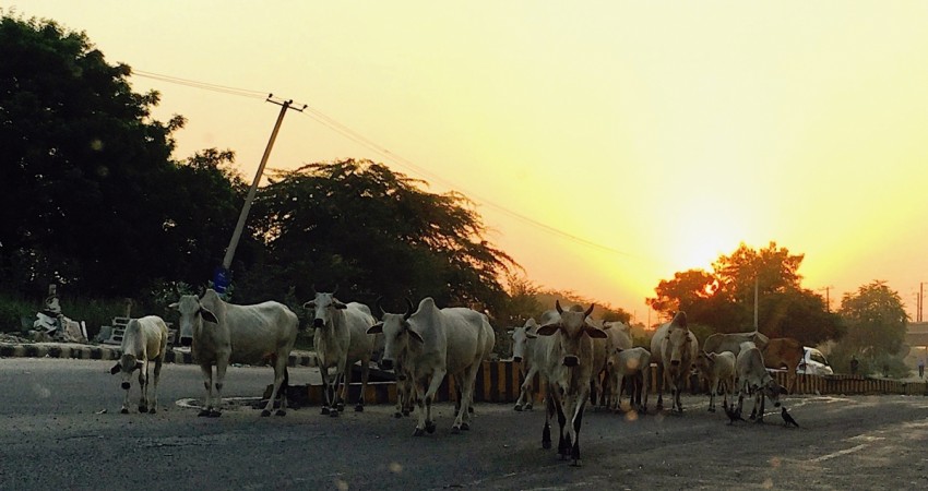 Cows in India