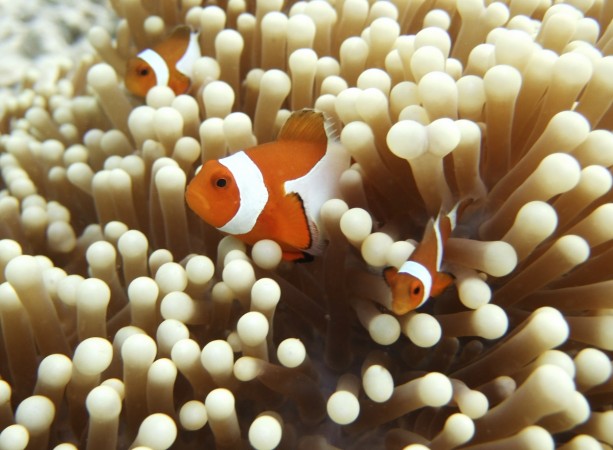 A family of Clown fish hides among the anemone on the shallow sandbanks of the Ligitan Reefs. sea anemone