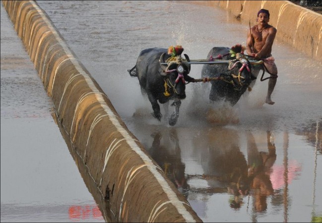 Bill paving way for Kambala tabled in Karnataka Assembly Bill paving way for Kambala tabled in Karnataka Assembly