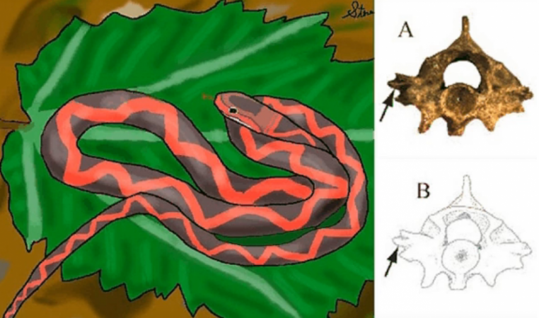 fossil, snake, new species, discovered,