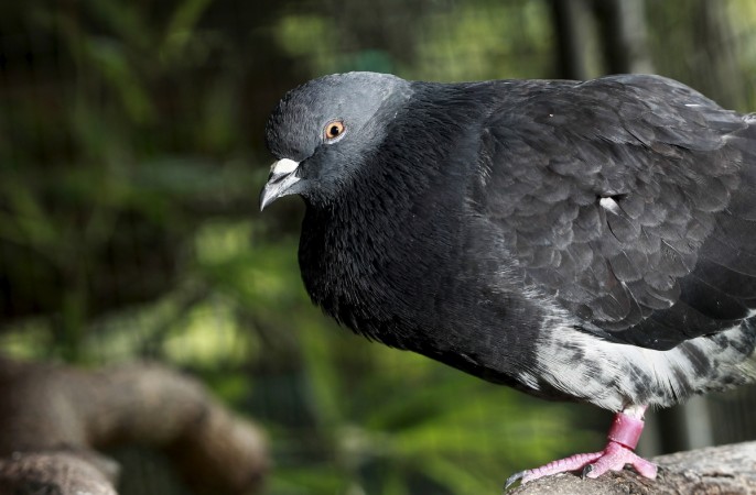 Pill-packing pigeon netted for smuggling drugs