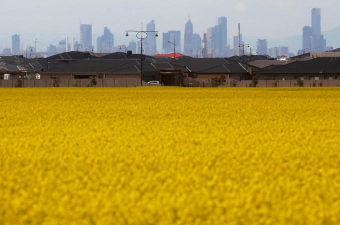 A canola field is seen near a new housing estate in outer Melbourne in this 2010 file photo. REUTERS/Mick Tsikas Australian canola field