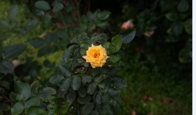 grace