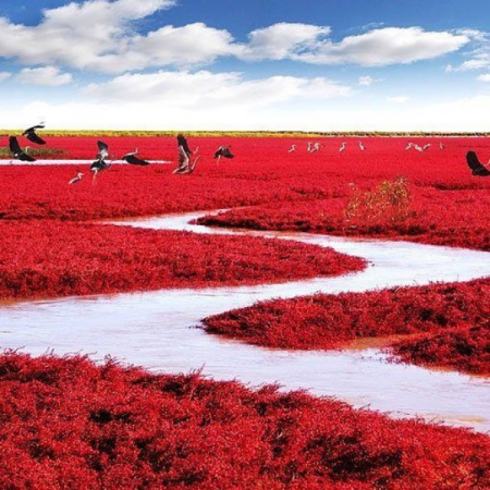 Panjin Red Beach Panjin Red Beach
