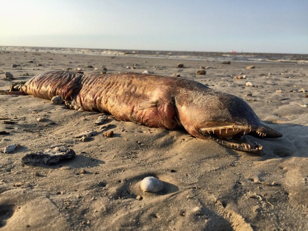 http://data1.ibtimes.co.in/cache-img-0-450/en/full/662098/1521529202_sea-creature.jpg