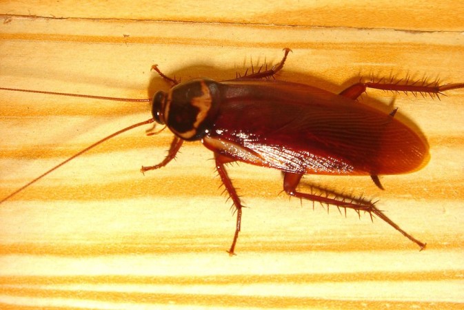 Image result for cockroach food bengaluru