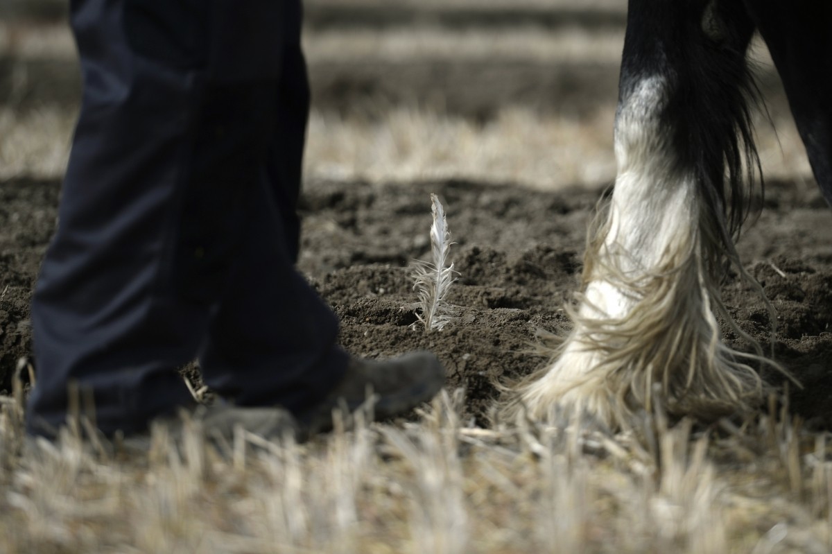 A measuring feather is seen in a ploughed furrow at the Irish National Ploughing Championships in Tullamore, Ireland September 20, 2016.