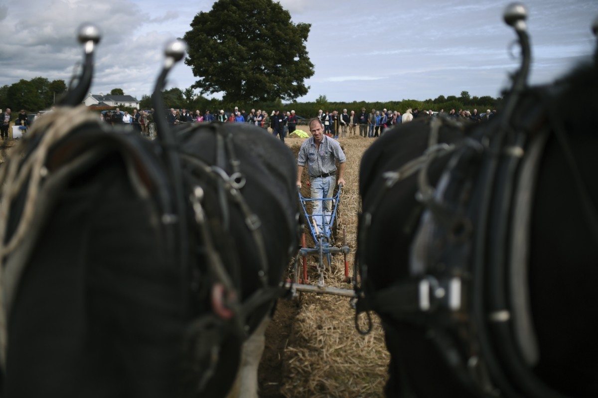 A man competes in the Irish National Ploughing Championships in Tullamore, Ireland September 20, 2016.