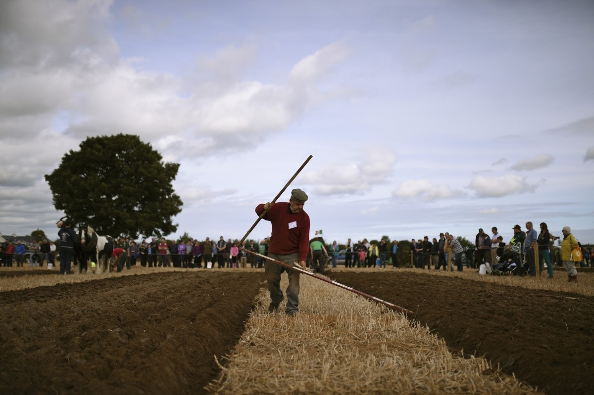 A man uses a measuring ruler during the Irish National Ploughing Championships in Tullamore, Ireland September 20, 2016.