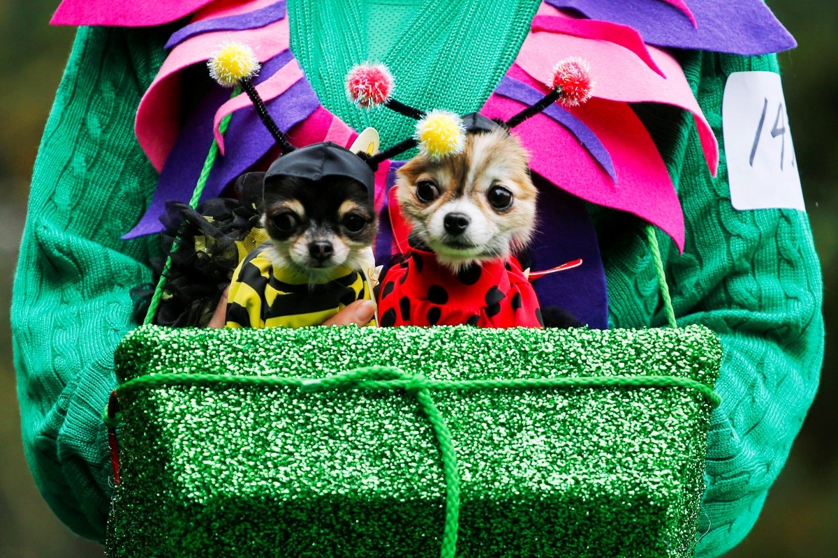A reveller takes part with her dogs in the annual halloween dog parade at Manhattan's Tompkins Square Park in New York, U.S. October 22, 2016.