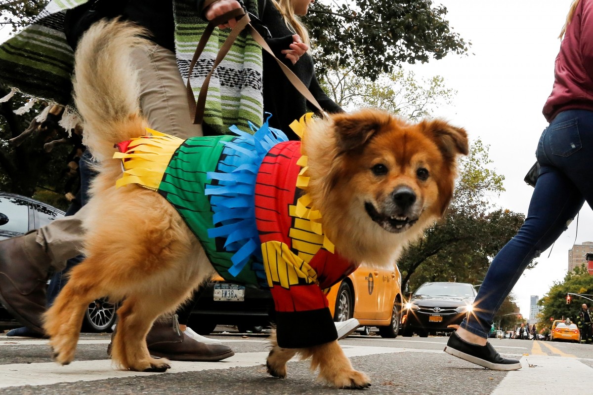 It's Howl-o-ween! Dogs of New York flaunt costumes in 26th annual Halloween pet parade