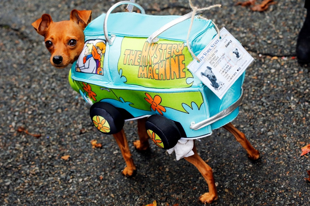 A dog takes part in the annual halloween dog parade at Manhattan's Tompkins Square Park in New York, U.S. October 22, 2016.