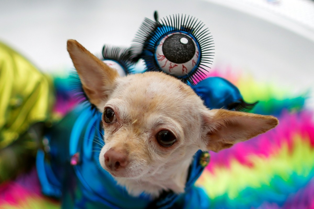 A dog dressed as an alien takes part in the annual halloween dog parade at Manhattan's Tompkins Square Park in New York, U.S. October 22, 2016.