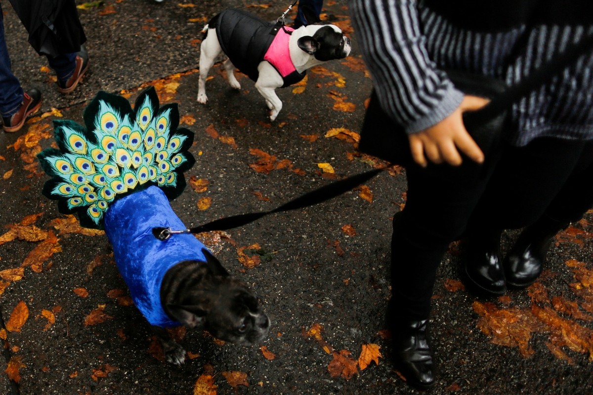 Dogs take part in the annual halloween dog parade at Manhattan's Tompkins Square Park in New York, U.S. October 22, 2016.