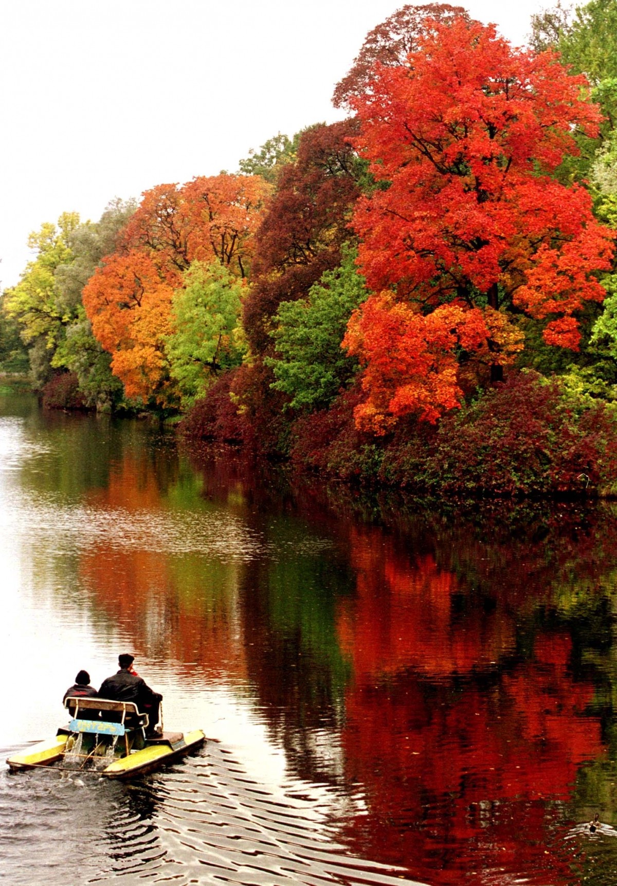 People water cycle in front of trees bearing multi-colored autumn leaves in St .Petersburg's central park. This part of the season is aptly named the Fall Foliage season