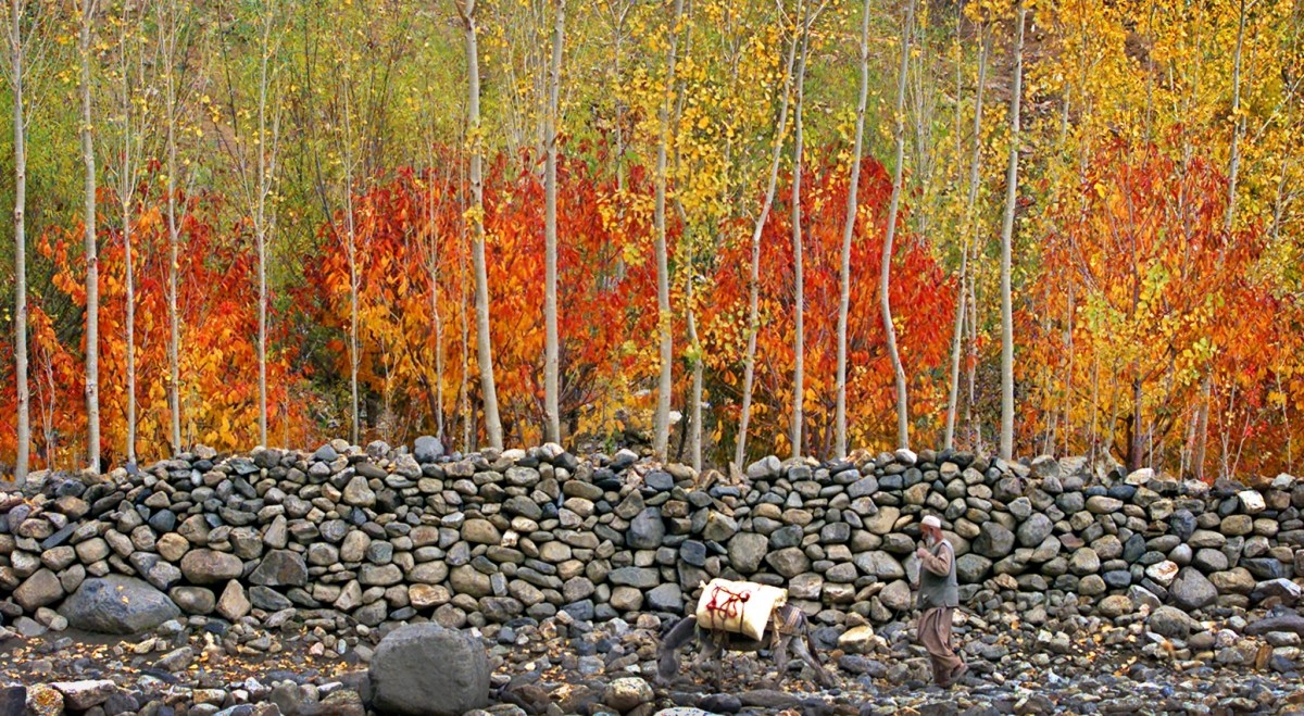 An elderly Afghan man walks with his donkey past trees with autumn coloured foliage in the mountain village of Paghman, north-west of the capital Kabul. The village sits at an altitude of 8,000 feet on the eastern slope of the Paghman plain. Temperatures reach below freezing across Afghanistan in the month of November. Fall Foliage season