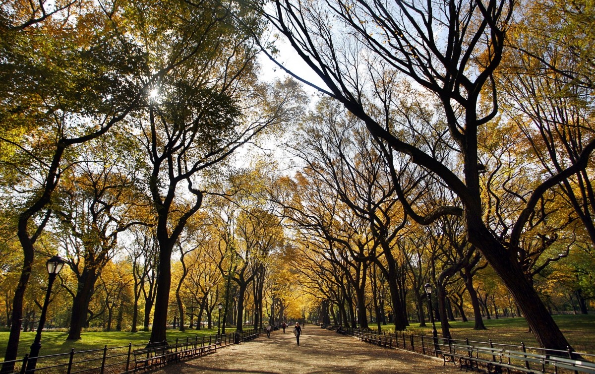 A woman takes advantage of above normal temperatures as she strolls down the Mall in New York City's Central Park beneath the changing fall colours of a stand of American Elm trees. Fall Foliage season