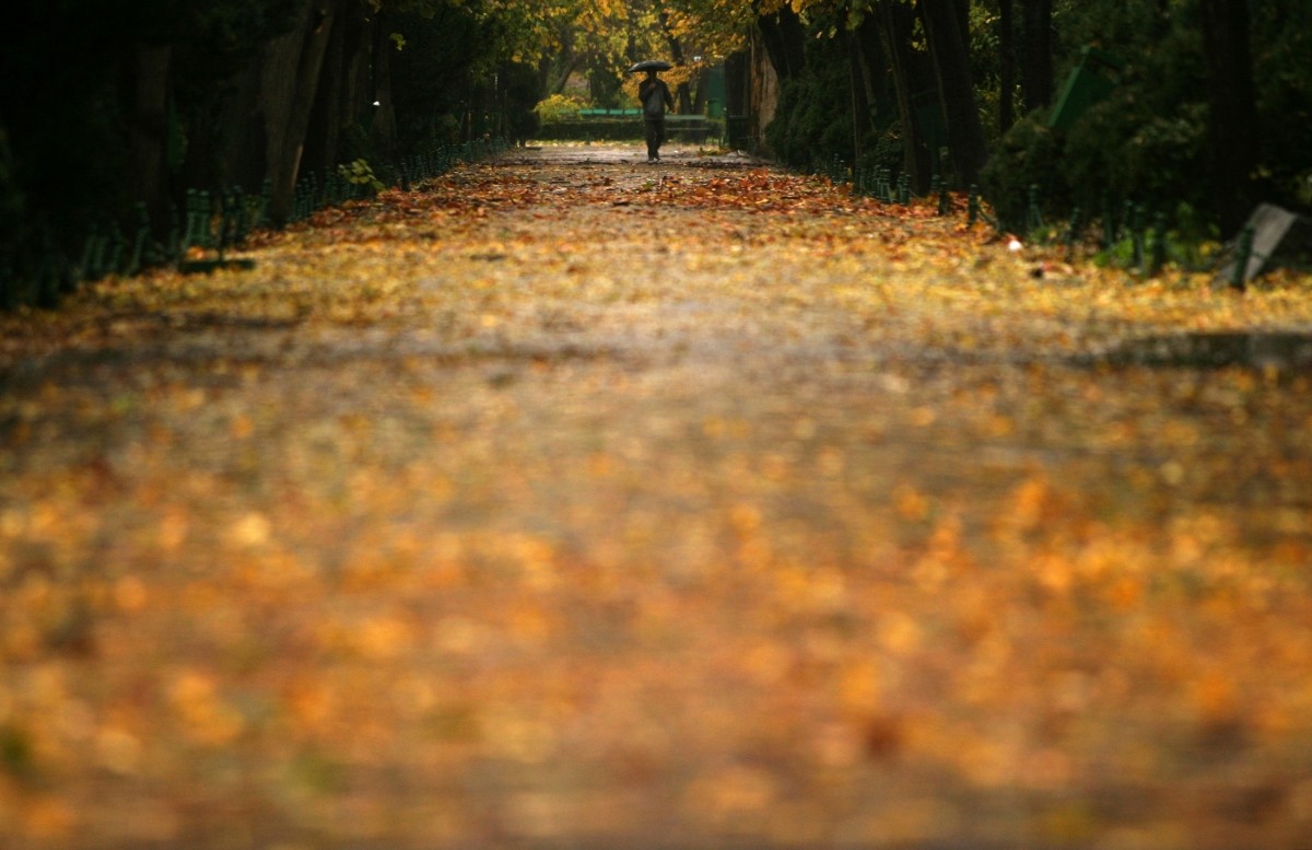 A Romanian man walks under an umbrella on a rainy autumn morning in a park in central Bucharest Fall Foliage season