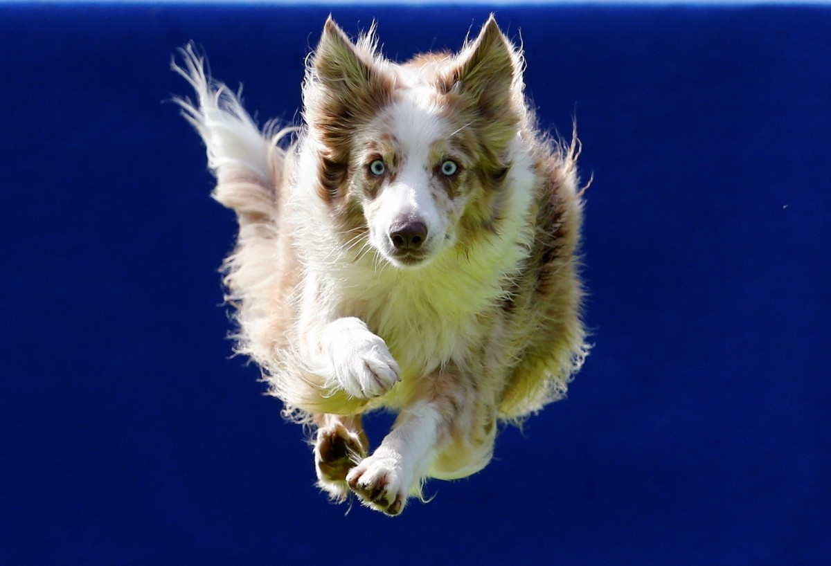 flying pigs, here are some flying dogs at the Slovenia dog