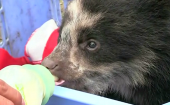 Peru: Orphaned ‘Paddington’ bear rescued