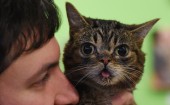 Internet celebrity cat Lil BUB promotes new album