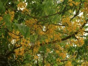 Happy Vishu 2016: Kanikonna or Cassia fistula
