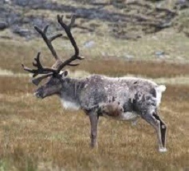 Reindeer