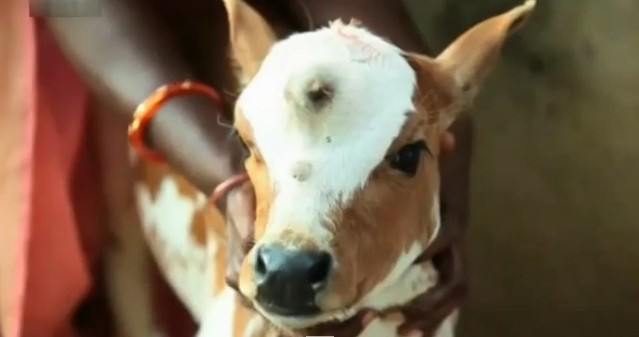 Cow with three eyes treated like deity in India