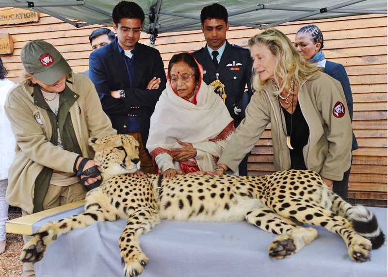 The President, Pratibha Devisingh Patil visiting the Cheetah Outreach Project, in Cape Town, South Africa on May 04, 2012. The Minister of State for Communications and Information Technology, Sachin Pilot is also seen. The Week That Was (PHOTOS)
