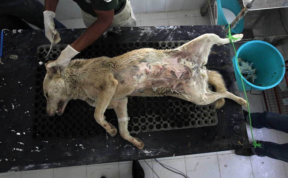 A paramedic belonging to Humane Society International, an organisation working to protect animals, tends to a female stray dog after giving her anaesthesia during a sterilization process at a veterinary hospital of Sher-e-Kashmir University of Agricultural Sciences and Technology (SKUAST) in Shuhama, east of Srinagar, May 3, 2012. Authorities in Indian Kashmir on Thursday started a project to sterilize stray dogs to control their population which according to officials has reached over 90,000 in the city only. But civil societies fighting the increasing population of the stray dogs put the number at around 150,000. With an average 50 dog bites cases across Kashmir per day, the number of annual dog-bite cases has doubled in just four years reaching a staggering number of around 18,500 for the year ending March 2011, hospital sources said. The Week That Was (PHOTOS)