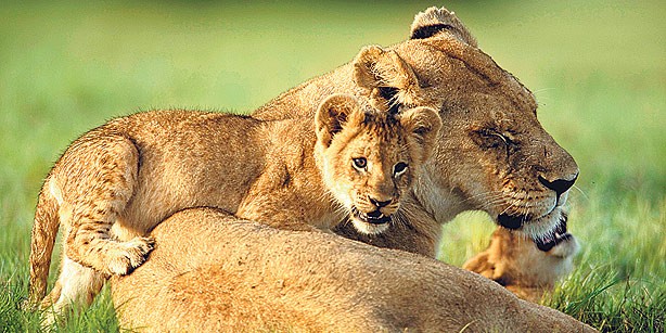 A month after killing Marius the Giraffe, Danish zoo kills four lions including two cubs to avoid inbreeding. (Photo: Reuters)