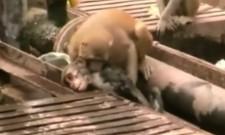 Hero Monkey rescuing his friend