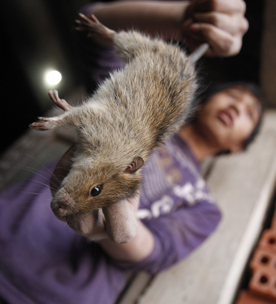 El Nino effect: Farmers in Philippines have taken to eating rats due to acute food shortage brought on by crop loss.