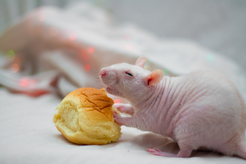 Live rat found in sealed packet of bread at AIIMS; supplier denies charge