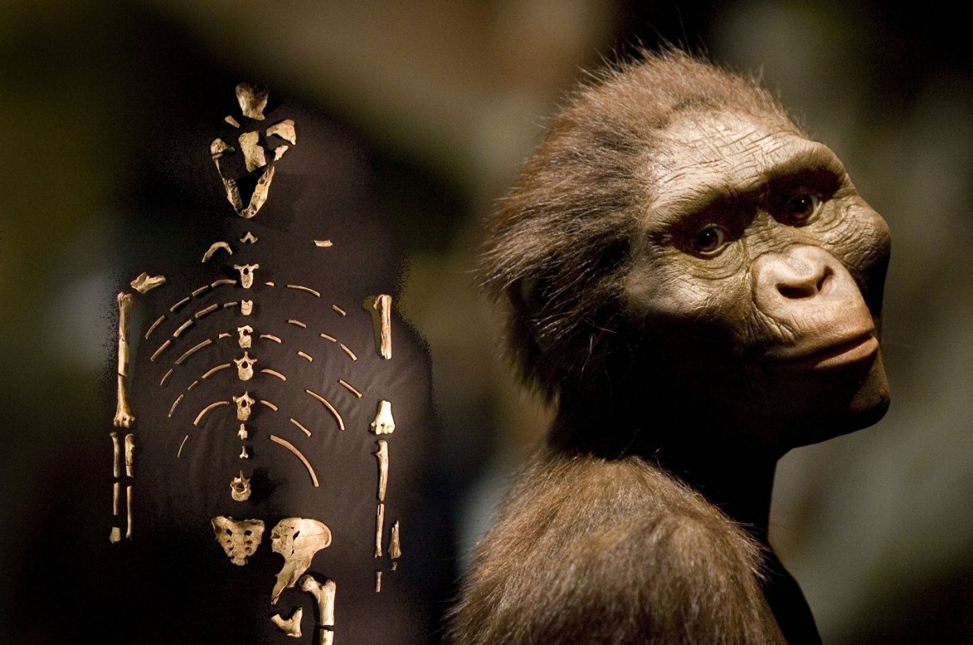 csi-stone-age-scientists-discover-how-ancient-human-ancestor-lucy-died