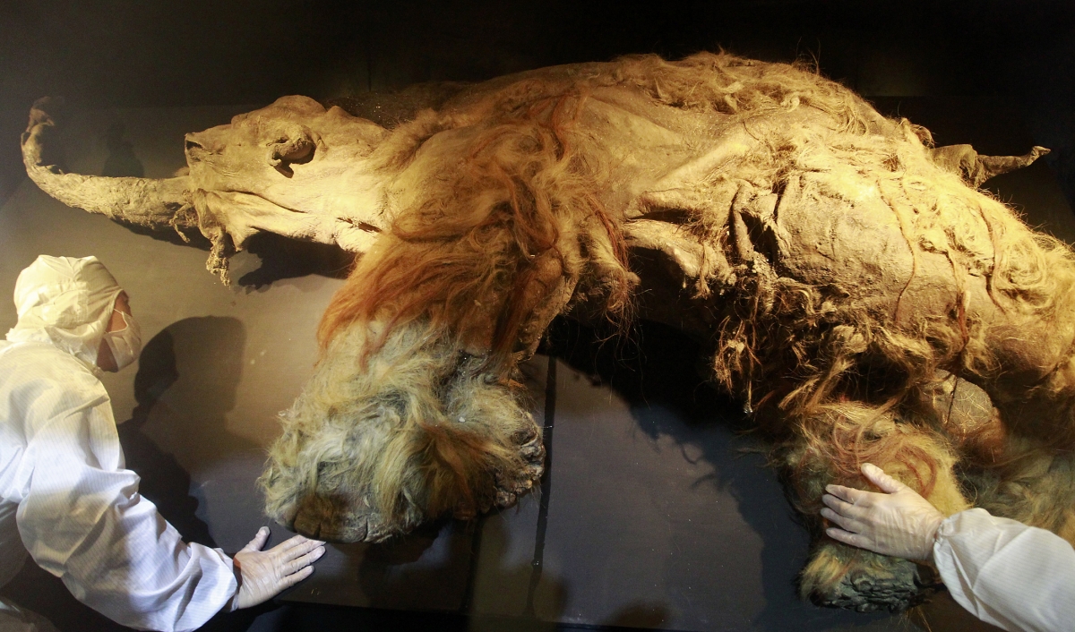 extinct-woolly-mammoth-to-be-resurrected-in-2-years-by-harvard