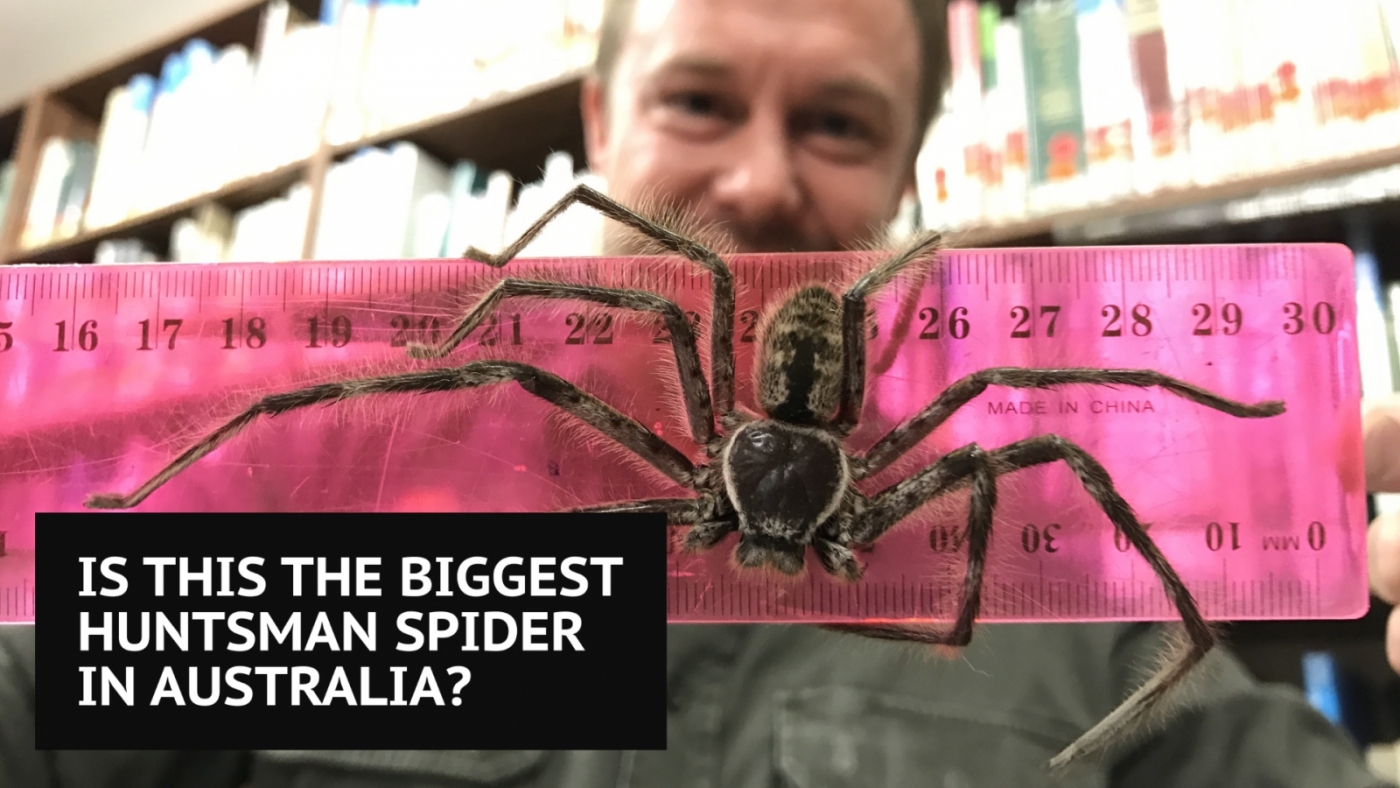 пауки в австралии в домах