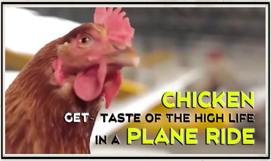 First ever 'flying chicken' gets taste of the high life in a plane